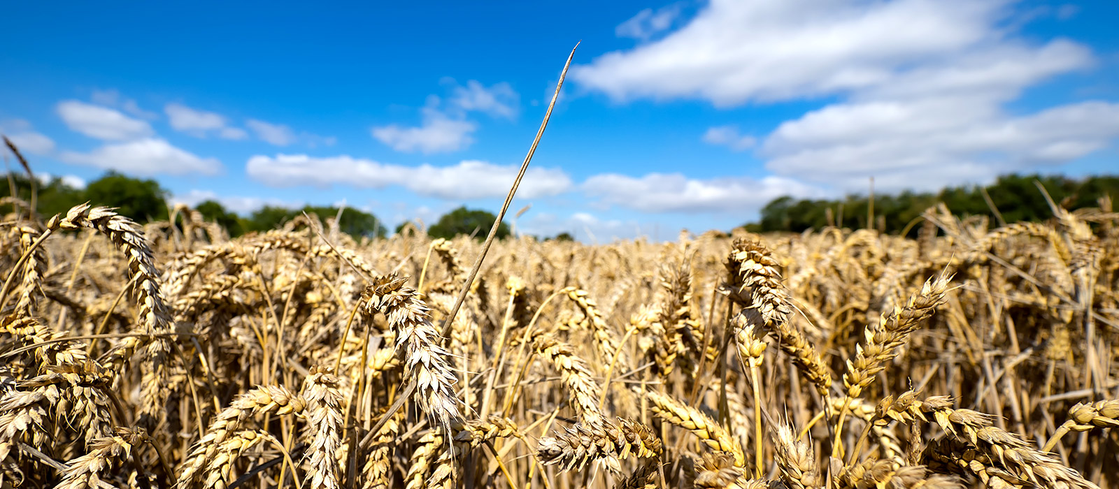 A wheat field underneath a bright blue sky