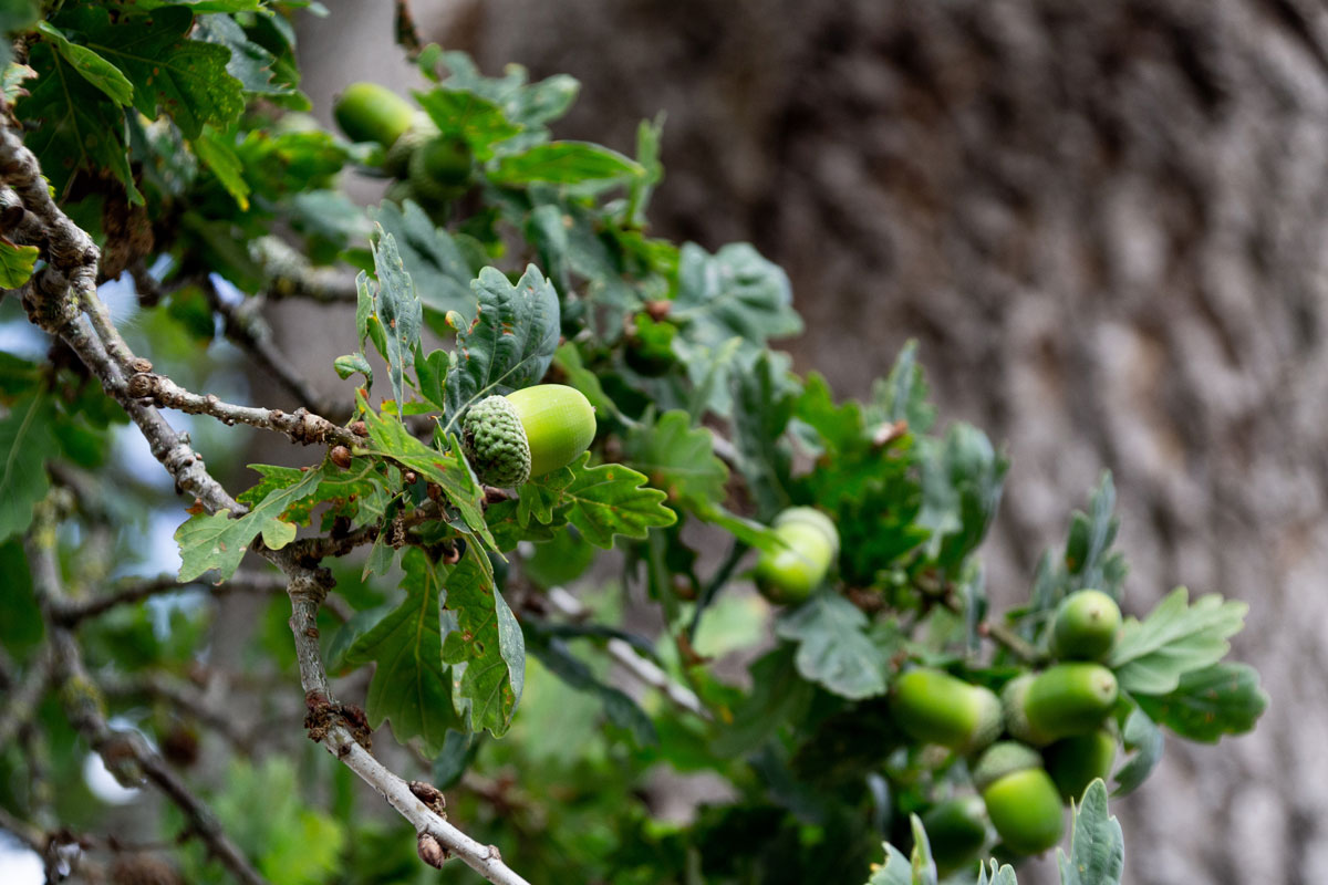 Close-up of acorns on an oak tree