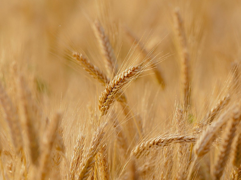 wheat field