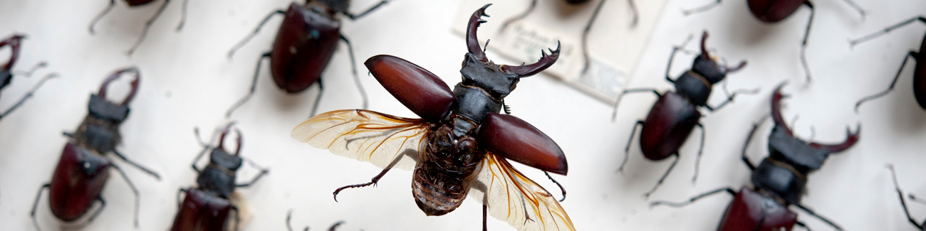 Rows of stag beetle specimens from the British Insect Collection