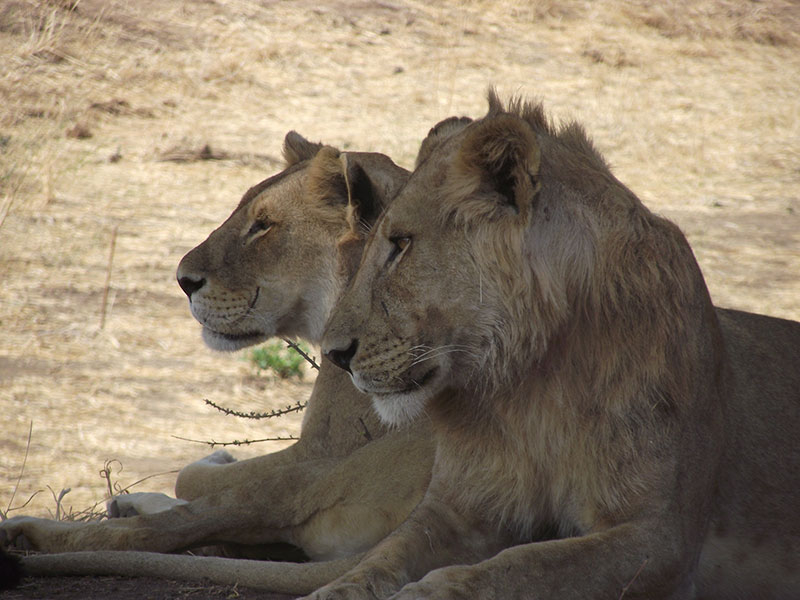 Lions in the wild