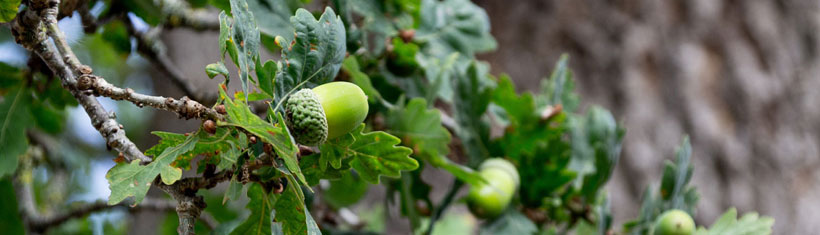 Close-up of acorns on an oak tree