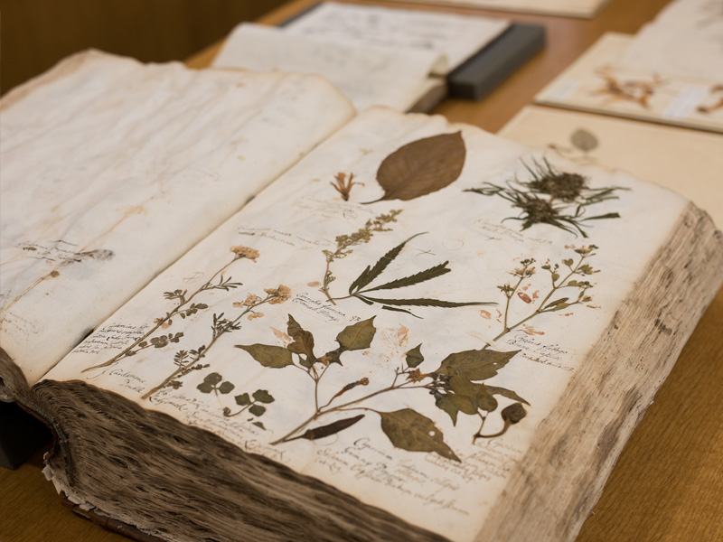Dried plant specimens at the Herbaria. Photo by Bertie Beor-Roberts.