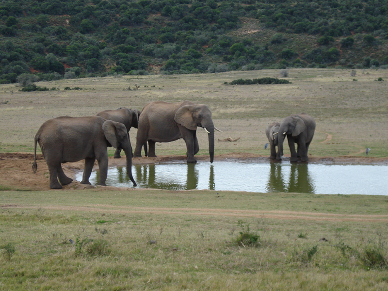 Elephants at watering hole