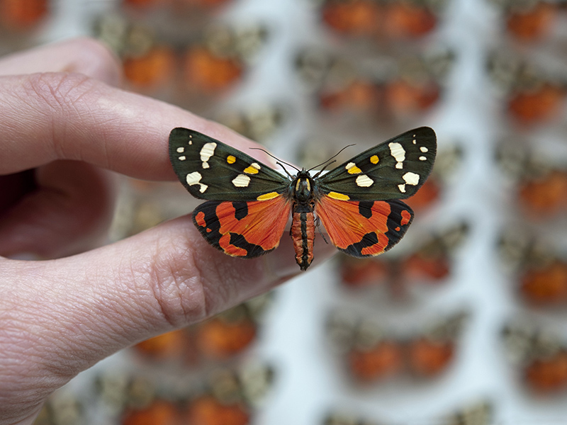 Callimorpha, part of the British insect collections at Oxford's Museum of Natural History Callimorpha, part of the British insect collections at Oxford's Museum of Natural History