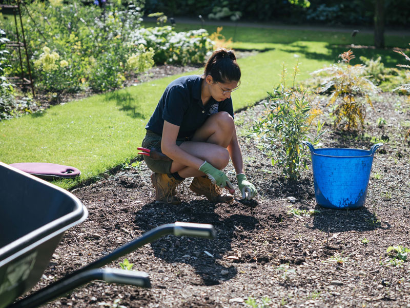 A horticultural trainee at work in the Oxford Botanic Garden. Photo by Ian Wallman