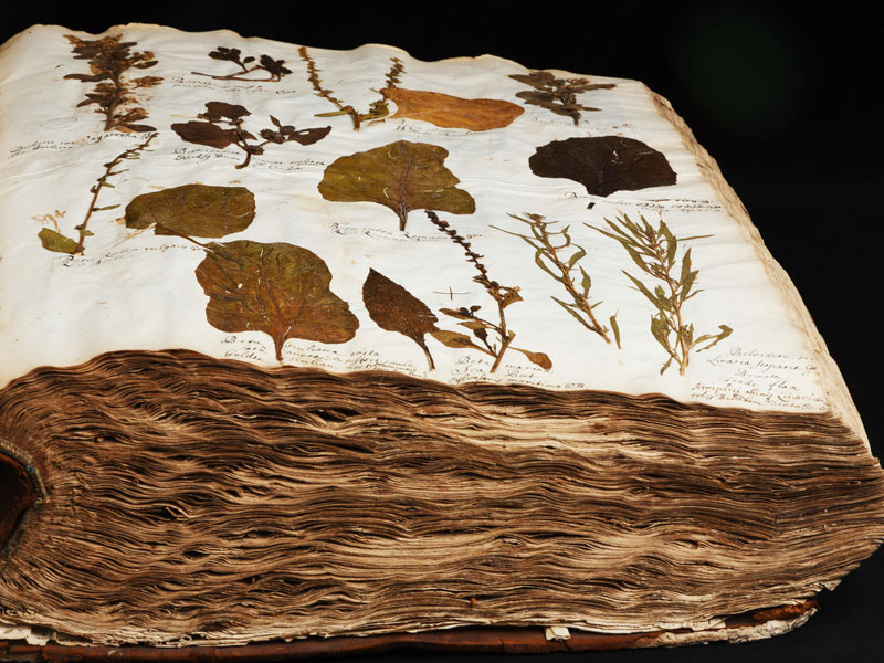 Herbarium of Bobart the Elder, founding collection of the Oxford University Herbaria © University of Oxford