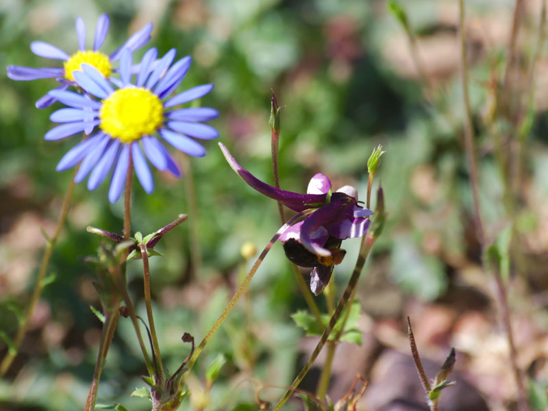 A South African Rediviva oil bee and Diascia oil plant. Image credit Wesley Hattingh