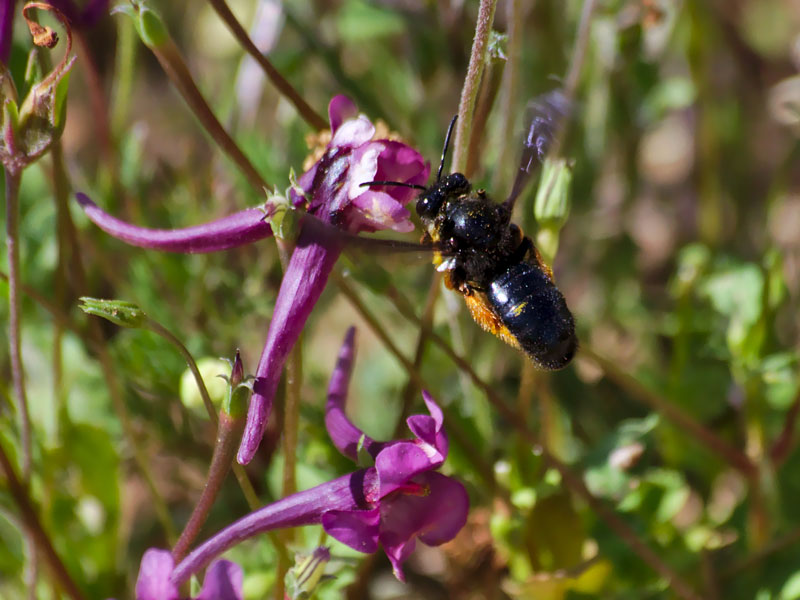 A South African Rediviva oil bee and Diascia oil plant. Image credit Wesley Hattingh