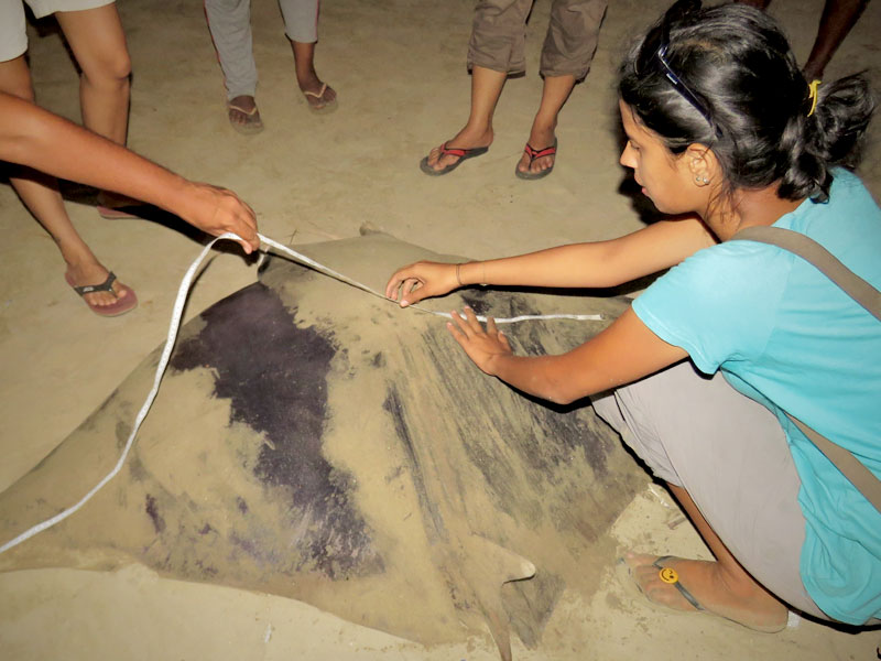 Trisha Gupta measuring a devil ray at a fishing centre. Photo by Tanvi Gurjar