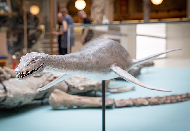 Scale model of the long-necked plesiosaur. Photo by Oxford University Museum of Natural History