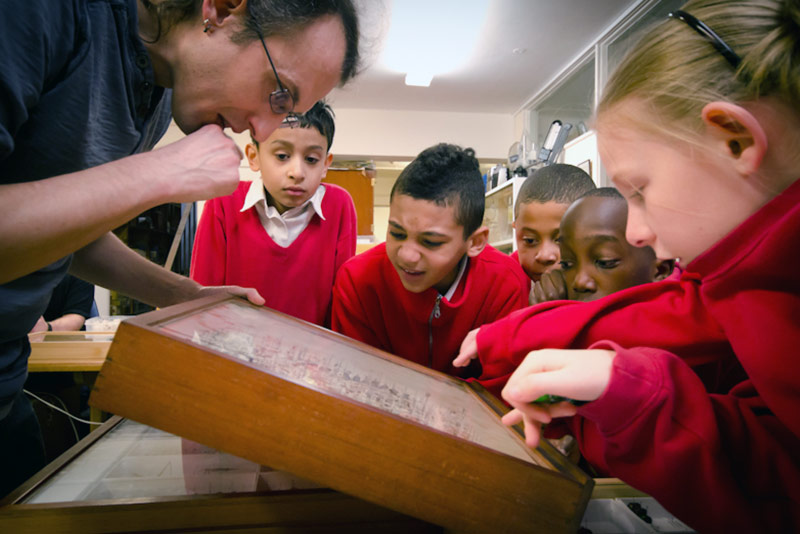 A school visit to the British Insect Collection at the Oxford University Museum of Natural History. Photo courtesy of OUMNH