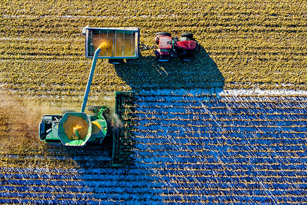 A combine harvester and a tractor harvesting crops in a snow-dusted field