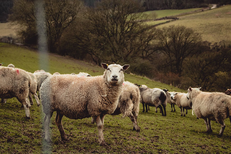 A herd of sheep grazing in a green field surrounded by trees