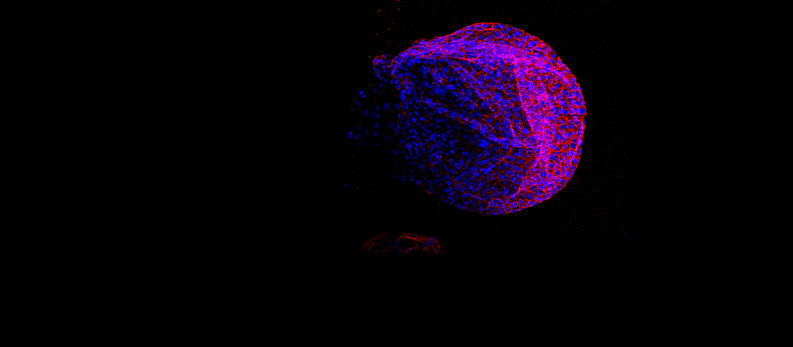 Cells derived from KRAS mutated model. © Oxford University Department of Oncology