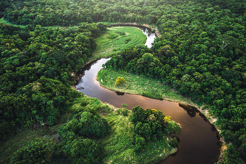 Mata Atlantica - Atlantic Forest in Brazil