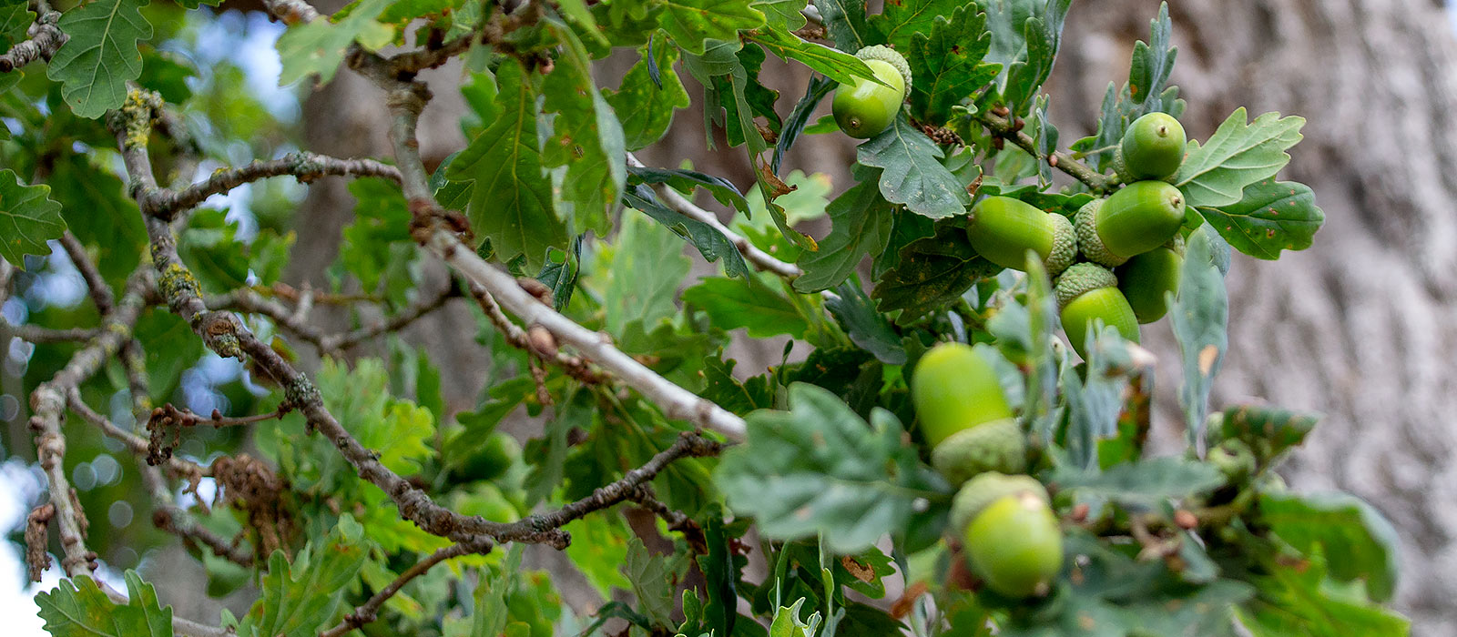 Acorns growing on a tree in the woods 